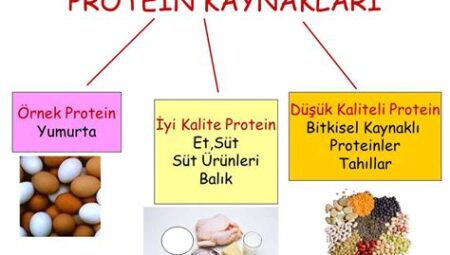 Protein Kaynakları ve Önemi