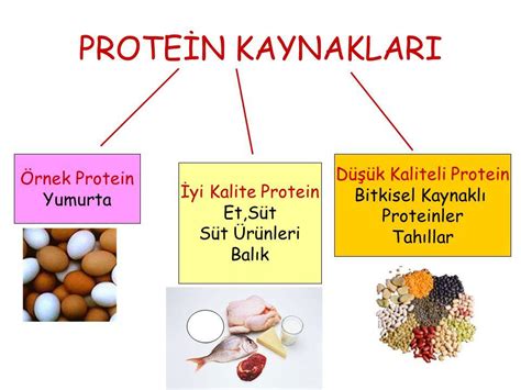 Protein Kaynakları ve Önemi