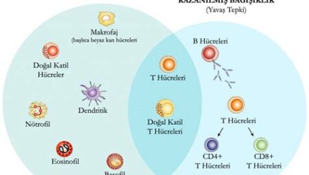 Vitaminler ve İmmün Sistem: Vücudu Hastalıklara Karşı Koruma Stratejileri